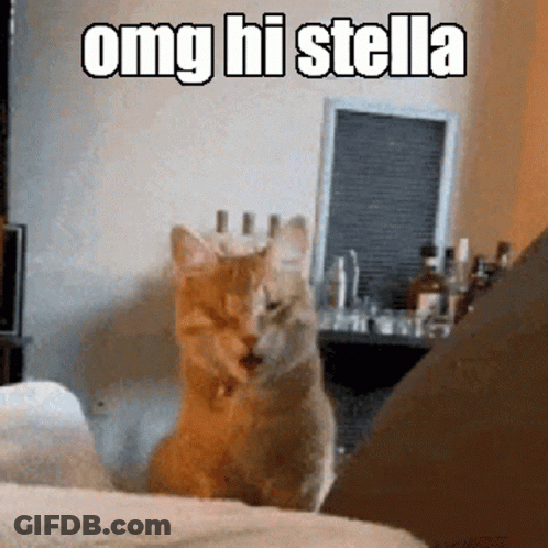 A Cat Is Sitting On A Bed With The Words Omg Hi Stella Written Above It GIF