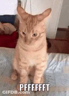 A Cat Is Sitting On A Bed With The Words Pffffft Written On It GIF