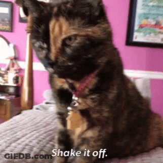 A Cat Is Sitting On A Bed With The Words Shake It Off Written Below It GIF