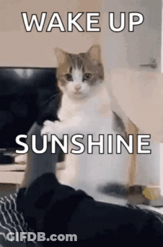 A Cat Is Sitting On A Bed With The Words `` Wake Up Sunshine '' Written On It . GIF