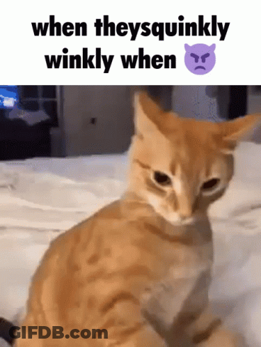 A Cat Is Sitting On A Bed With The Words " When Theysquinky Winkly When " GIF