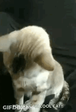 A Cat Is Sitting On A Bed With The Words `` You 'Re One Cool Cat '' . GIF