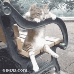 A Cat Is Sitting On A Bench With Its Eyes Closed GIF