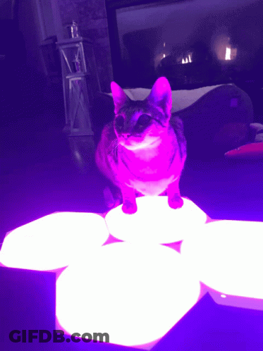 A Cat Is Sitting On A Blue Surface With A Glowing Light Behind It GIF