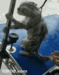 A Cat Is Sitting On A Boat Holding A Pole And A Glass Of Wine . GIF