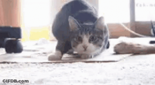 A Cat Is Sitting On A Cardboard Box On A Carpet . GIF