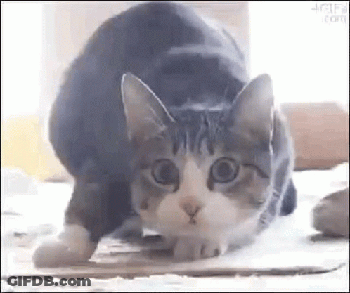 A Cat Is Sitting On A Cardboard Box On The Floor . GIF