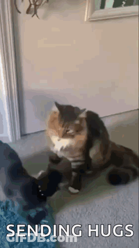 A Cat Is Sitting On A Carpet Next To A Person 'S Foot And Sending Hugs . GIF