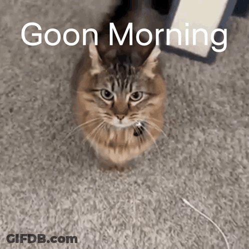 A Cat Is Sitting On A Carpet With The Words Goon Morning Written Above It GIF