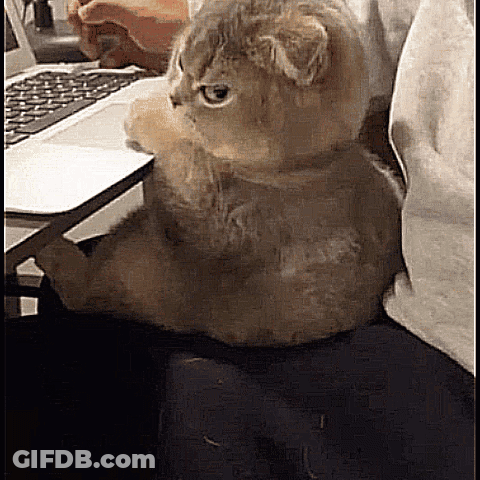 Cat Sitting On Chair Next To Laptop GIF
