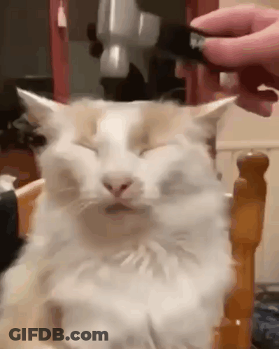 A Cat Is Sitting On A Chair With Its Eyes Closed While A Person Brushes It 'S Fur . GIF