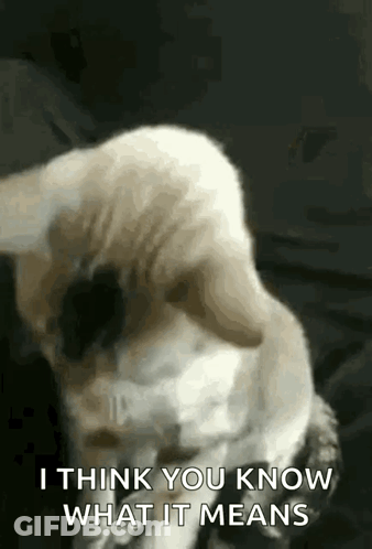 A Cat Is Sitting On A Couch And Looking At The Camera . GIF