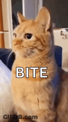 A Cat Is Sitting On A Couch And Looking At The Camera With The Word Bite Written On Its Chest . GIF