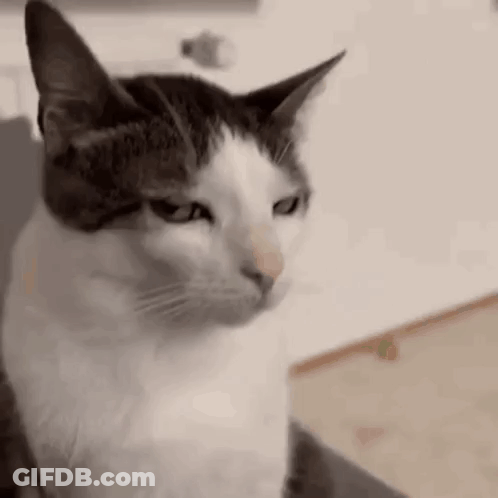 A Cat Is Sitting On A Couch And Looking At The Camera . GIF