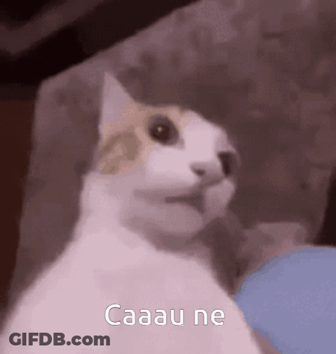 A Cat Is Sitting On A Couch And Looking At The Camera . GIF