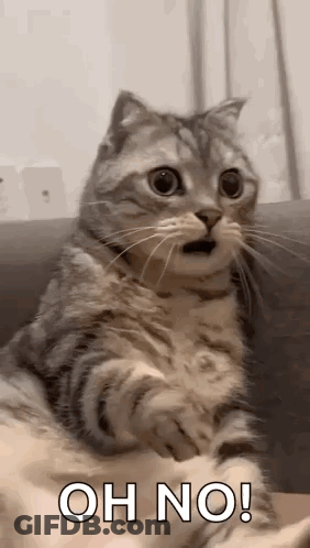 A Cat Is Sitting On A Couch And Making A Funny Face . GIF