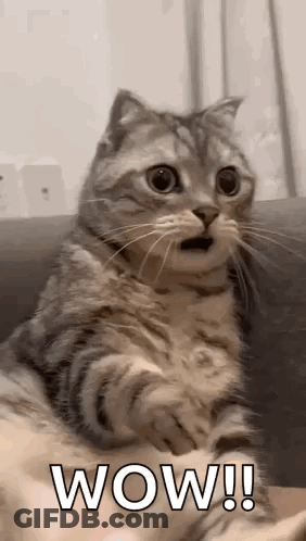 A Cat Is Sitting On A Couch And Making A Surprised Face With Its Mouth Open . GIF