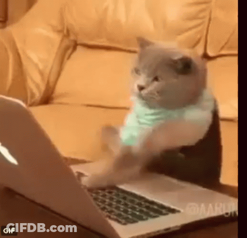 A Cat Is Sitting On A Couch And Using A Laptop Computer . GIF