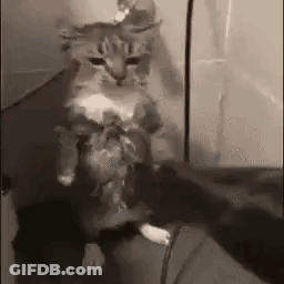 A Cat Is Sitting On A Couch Holding A Mouse In Its Mouth . GIF