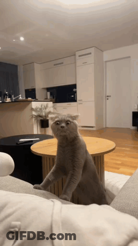 A Cat Is Sitting On A Couch In A Living Room GIF