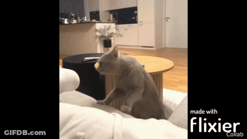 A Cat Is Sitting On A Couch In A Living Room Made With Flixier GIF