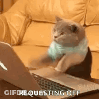 A Cat Is Sitting On A Couch In Front Of A Laptop . GIF