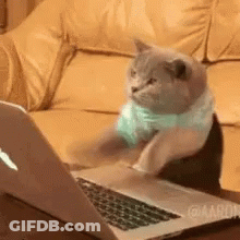 A Cat Is Sitting On A Couch Looking At A Laptop . GIF