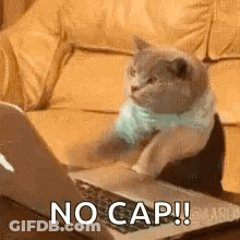 A Cat Is Sitting On A Couch Looking At A Laptop . GIF