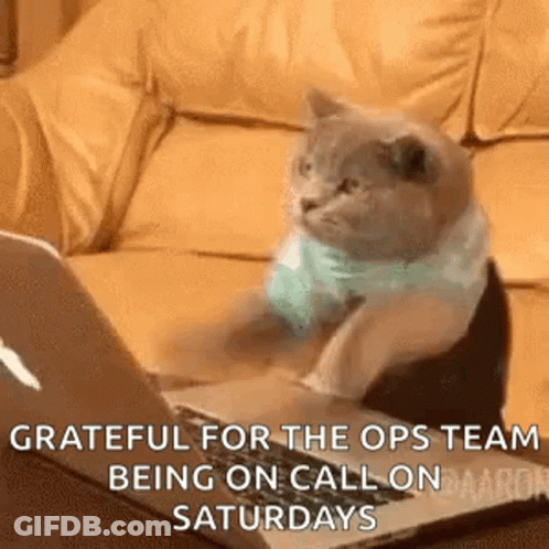 A Cat Is Sitting On A Couch Looking At A Laptop Computer . GIF