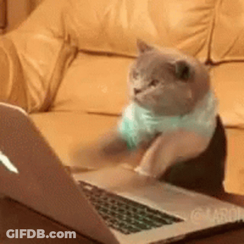 A Cat Is Sitting On A Couch Looking At A Laptop Computer . GIF