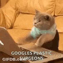 A Cat Is Sitting On A Couch Looking At A Laptop . GIF