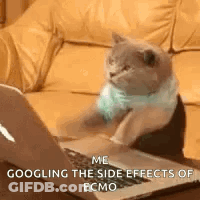 A Cat Is Sitting On A Couch Looking At A Laptop . GIF