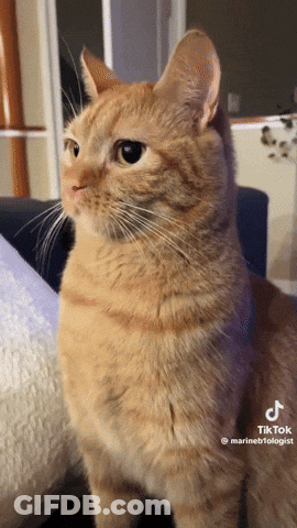 A Cat Is Sitting On A Couch With A Tiktok Video Of It GIF