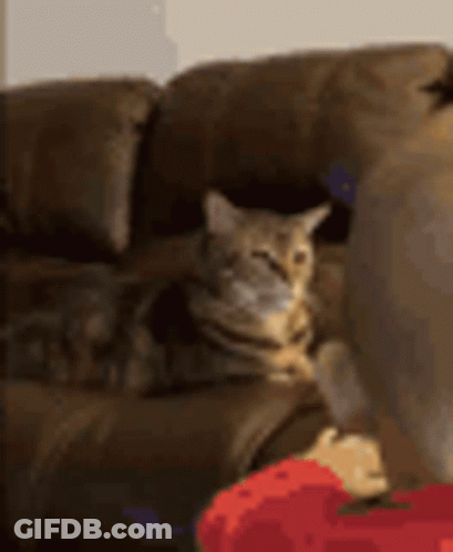 A Cat Is Sitting On A Couch With Its Eyes Closed . GIF