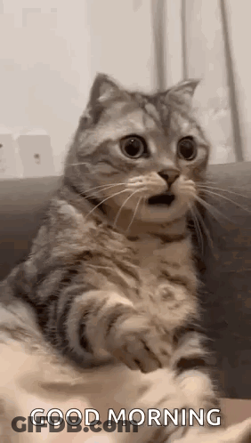 A Cat Is Sitting On A Couch With Its Mouth Open And A Good Morning Message . GIF