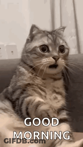 A Cat Is Sitting On A Couch With Its Mouth Open And A Good Morning Message . GIF