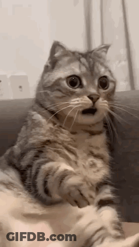 A Cat Is Sitting On A Couch With Its Mouth Open And A Surprised Look On Its Face . GIF