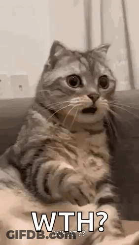 A Cat Is Sitting On A Couch With Its Mouth Open And Looking At The Camera . GIF