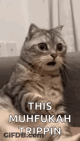A Cat Is Sitting On A Couch With Its Mouth Open And Looking Surprised . GIF