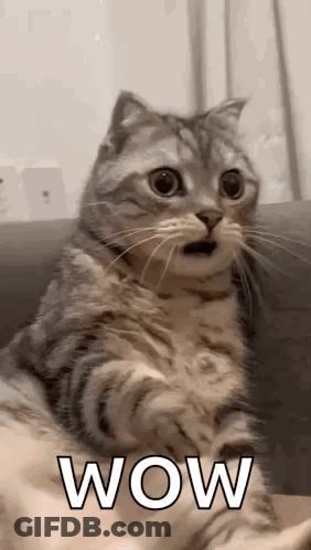 A Cat Is Sitting On A Couch With Its Mouth Open And Looking Surprised . GIF