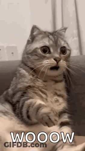 A Cat Is Sitting On A Couch With Its Mouth Open And Looking Surprised . GIF