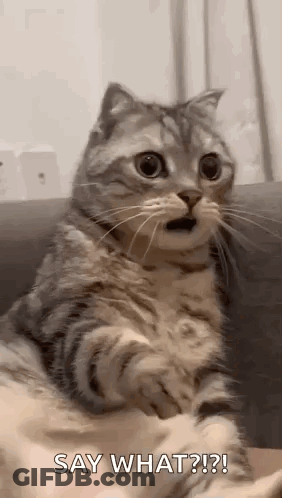 Surprised Cat Sitting On Couch GIF