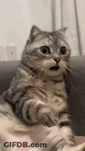A Cat Is Sitting On A Couch With Its Mouth Open And Making A Surprised Face . GIF