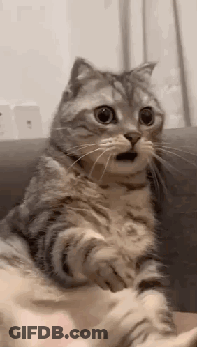 A Cat Is Sitting On A Couch With Its Mouth Open And Making A Surprised Face . GIF