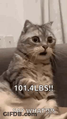 A Cat Is Sitting On A Couch With Its Mouth Open And Saying `` Say What ? '' . GIF