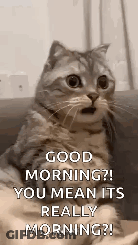 A Cat Is Sitting On A Couch With Its Mouth Open And Says `` Good Morning ? You Mean It 'S Really Morning ? GIF