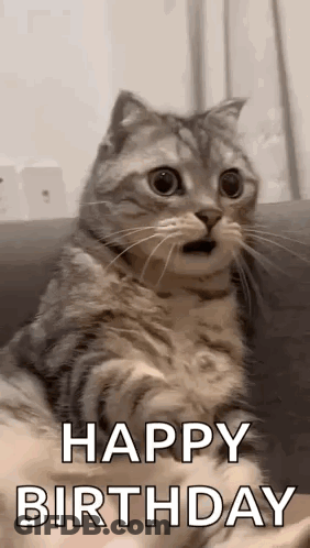 A Cat Is Sitting On A Couch With Its Mouth Open And Says `` Happy Birthday '' . GIF