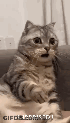 A Cat Is Sitting On A Couch With Its Mouth Open . GIF