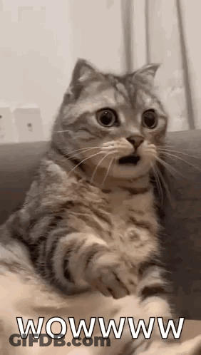 A Cat Is Sitting On A Couch With Its Mouth Open . GIF