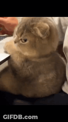 A Cat Is Sitting On A Couch With Its Paws On A Laptop . GIF